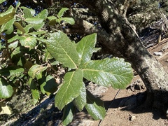 Quercus ariifolia