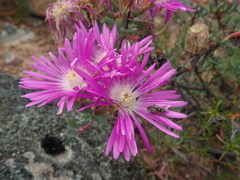 Lampranthus haworthii