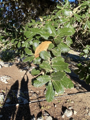 Quercus ariifolia