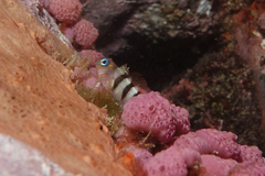 Notoclinops segmentatus