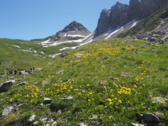 Anthyllis vulneraria alpestris