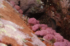Notoclinops segmentatus