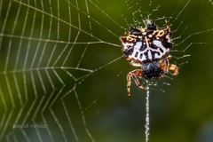 Gasteracantha sacerdotalis