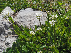 Arabis soyeri