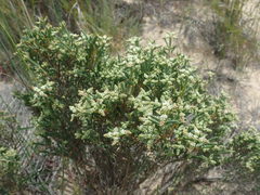 Psammotropha quadrangularis