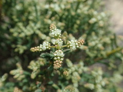 Psammotropha quadrangularis