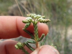 Psammotropha quadrangularis