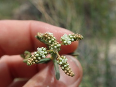 Psammotropha quadrangularis