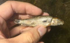 Catostomus occidentalis