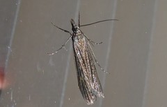 Eudonia atmogramma
