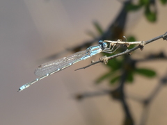 Austrolestes aridus