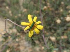 Othonna ramulosa
