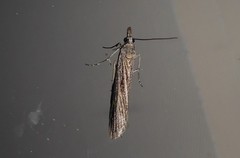 Eudonia atmogramma