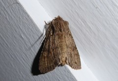 Ichneutica averilla