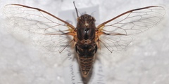 Birrima varians