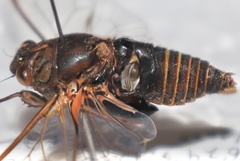 Birrima varians
