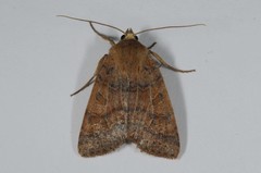 Agrochola pistacinoides