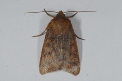 Agrochola pistacinoides