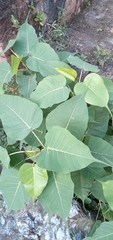 Magnoliopsida