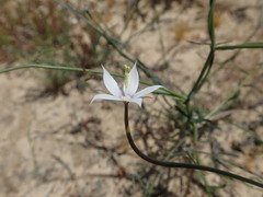 Prismatocarpus crispus