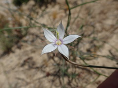 Prismatocarpus crispus