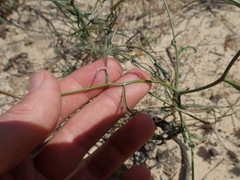 Prismatocarpus crispus