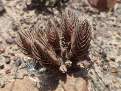 Crassula alpestris