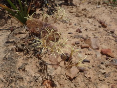 Pelargonium undulatum
