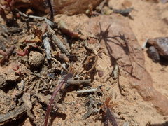 Pelargonium undulatum