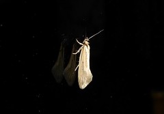 Tingena chloradelpha