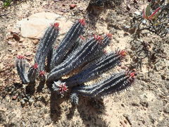 Euphorbia nesemannii