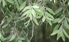 Melaleuca dealbata