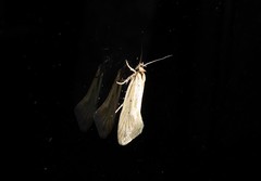 Tingena chloradelpha