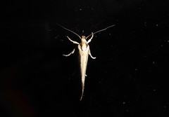 Tingena chloradelpha