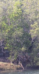 Rhizophora mucronata