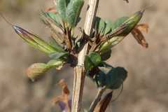 Dyschoriste rogersii