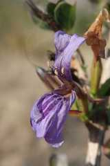 Dyschoriste rogersii