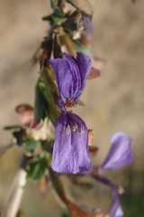 Dyschoriste rogersii