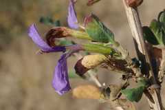 Dyschoriste rogersii