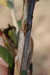 Dyschoriste rogersii