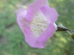 Agalinis strictifolia