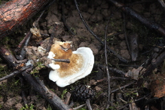 Calycellina alniella