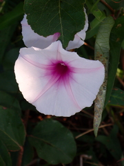 Ipomoea aquatica