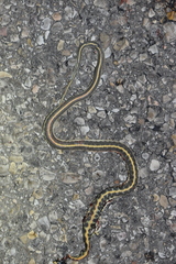 Thamnophis cyrtopsis cyrtopsis