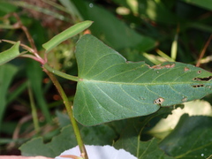 Ipomoea aquatica