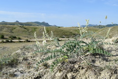 Onobrychis pallasii