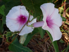 Ipomoea aquatica