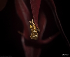Epithymema helias