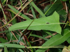 Ipomoea aquatica