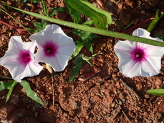 Ipomoea aquatica